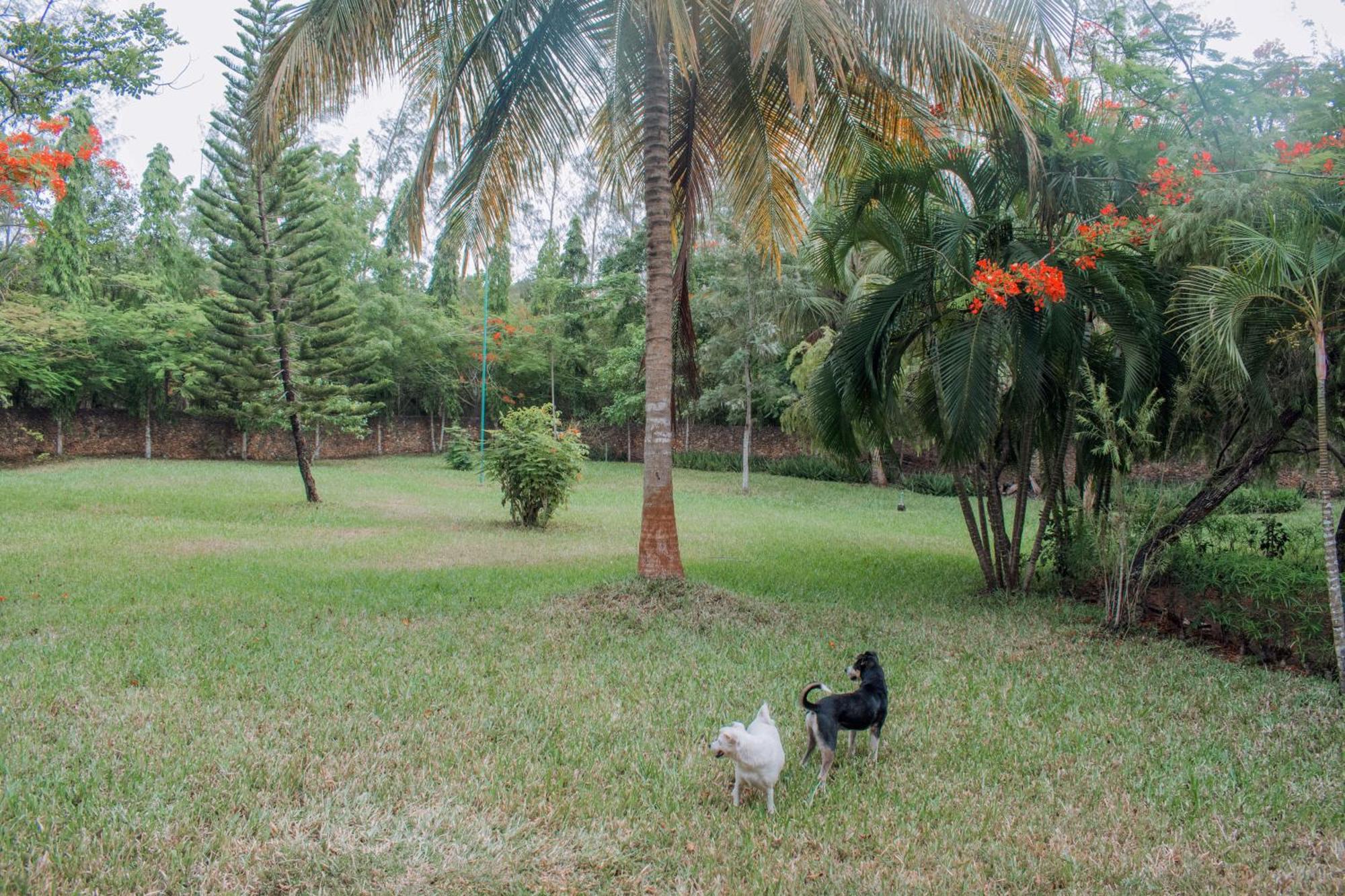 شاطئ دياني Kijani Cottages In Diani المظهر الخارجي الصورة